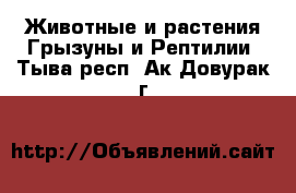 Животные и растения Грызуны и Рептилии. Тыва респ.,Ак-Довурак г.